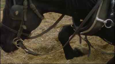 For two long years,
I pulled the heavy carts... - Black Beauty