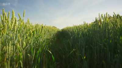 For us, this is a farming system - Wild Isles
