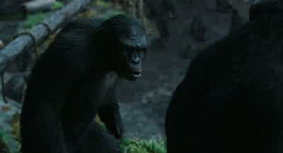 For years I was a prisoner in their lab... - Dawn of the Planet of the Apes
