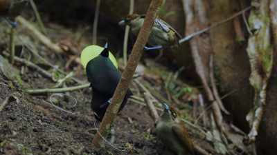 For years, naturalists only watched
his performance from ground level. - Attenborough's Life in Colour
