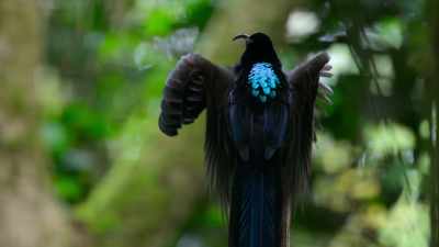 For years, no one knew why - Dancing with the Birds