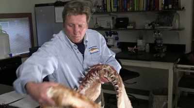 For years, shark scientists
like Dr. Greg Skomal - Shark Attack Files