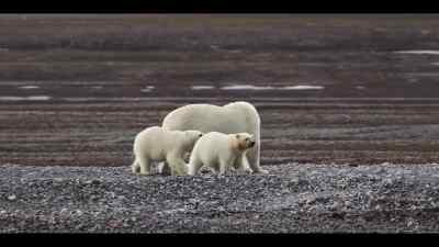 Foraging has always been
part of the bears' skill set. - Our Oceans