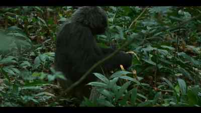 Foraging is hard work. - Chimp Empire