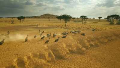 Forced out from his family, - Serengeti