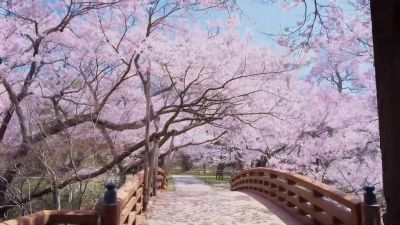 Forest bathing. - A World of Calm