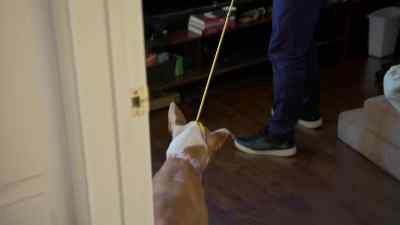 FOREST: It's very
interesting watching him go - Cesar Millan: Better Human, Better Dog