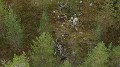 Forest reindeer travel in smaller,
easy to hide groups. - Wild Nordic