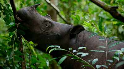 FORESTS WHERE RHINO AND
ELEPHANT AND ORANGUTAN WOULD - Before the Flood