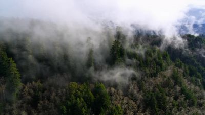 Forests. - Our Planet