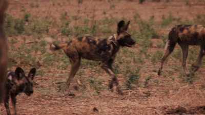 Forewarned, Tait isn't going
to risk an attack. - Dynasties