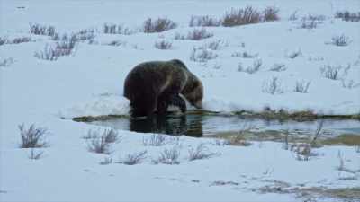 Fortunately, for this bear, - Yellowstone: One-Fifty