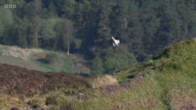 Fortunately,
in a few protected places, - Wild Isles