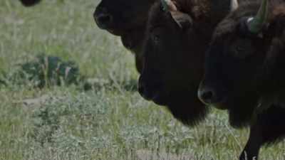 Fortunately, Mother
Nature has her own way - Yellowstone: One-Fifty