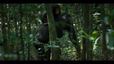 Fortunately, the baby wasn't hurt. - Chimp Empire