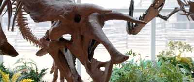 ... fossil and how all this fits in with the other? - Is Genesis History?