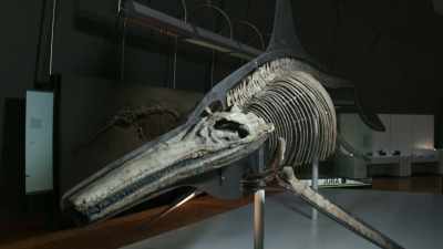 Fossils of Temnodontosaurus - Attenborough and the Sea Dragon