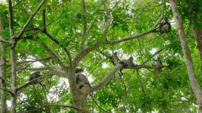 Found only in Northern Sumatra, - Our Great National Parks