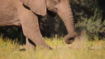 Four feet down, - The Secret Lives of Animals