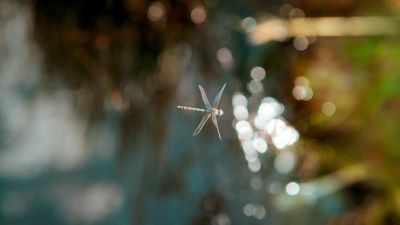 Four independently acting wings, and articulated bodies... - Tiny World