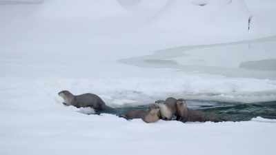 Four large pups, - Epic Yellowstone