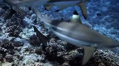 Four, of maybe dozens, - Shark Attack Files