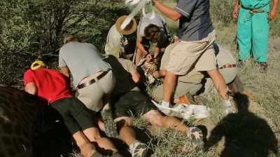 Francois: To bring down a
giraffe is really dangerous, - The Woman Who Loves Giraffes
