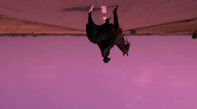 [frantic flute music plays] - The Burial of Kojo