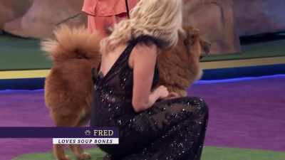 Fred, a Chow rescued
by Adopt-A-Chow L.A. - 2022 American Rescue Dog Show