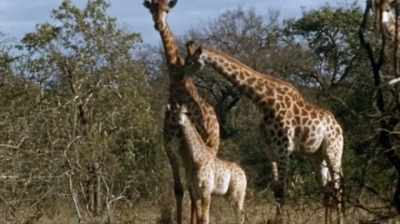 Fred: One of the key examples
was, in the earlier work, - The Woman Who Loves Giraffes