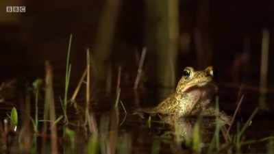 Free at last. - Wales: Land of the Wild