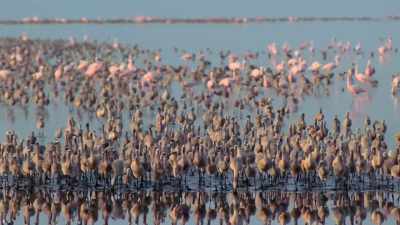 [frenzied squawking] - Our Planet