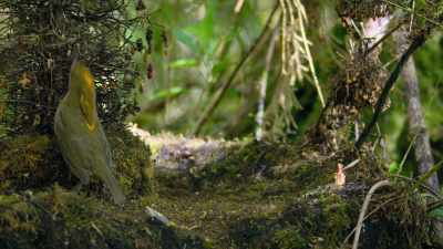 Fresh decorations show
that the bower is in use. - Dancing with the Birds