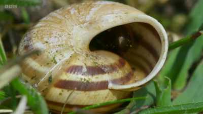 Fresh shells are the strongest - Wild Isles