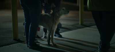 Friendly dog. Friendly dog. - As We See It
