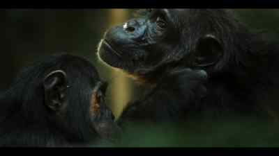 Friendships. - Chimp Empire