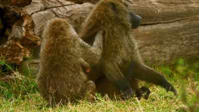 Frightened, Sabera seeks
reassurance from the leader. - Serengeti