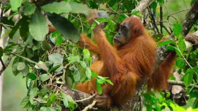 Friska is a mature female - Our Great National Parks