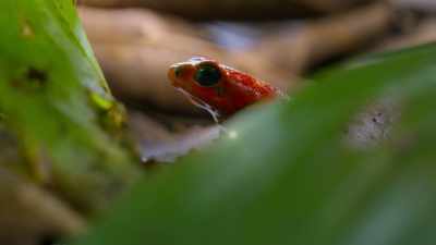[frog croaking] - Tiny World
