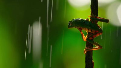 Frogs are an indicator of a healthy forest, - Our Planet