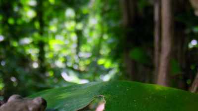 [frogs croaking] - Tiny World