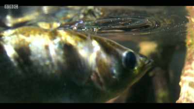 From a single pond to a whole
tropical rainforest. - Extinction: The Facts