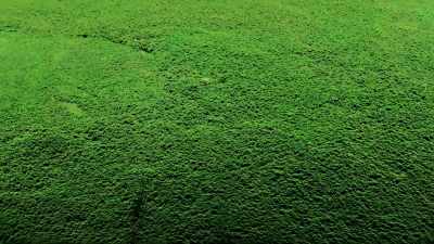 From above, without LiDAR,
we see only trees. - Lost Treasures of the Maya