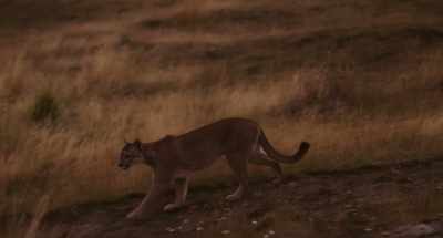 From an ethical point of view, - Wild Life