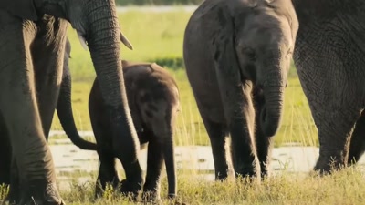 'From birth to adulthood,
their brains almost triple in size, - A Year on Planet Earth