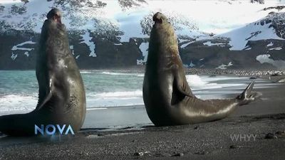 From body-slamming seals... - Nova