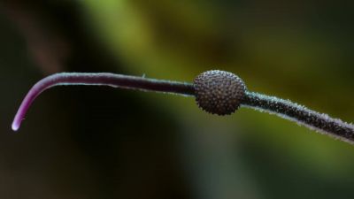 From this bulbous container, spores will be cast into the air currents, - Our Planet