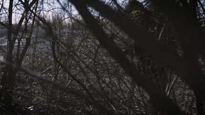From my experience, it's
just very inquisitive, - Secrets of the Sasquatch