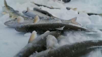 From fish to birds,
to uh, big game. - Life Below Zero: First Alaskans