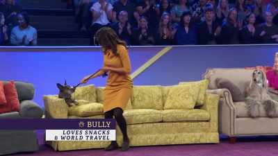 From France, we have Bully, - 2022 American Rescue Dog Show